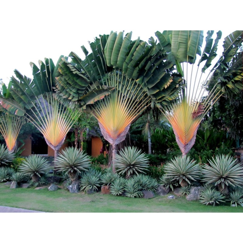 Travellers Palm Seeds (Ravenala Madagascariensis)