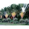 Samen der Reisenden Palme (Ravenala Madagascariensis)