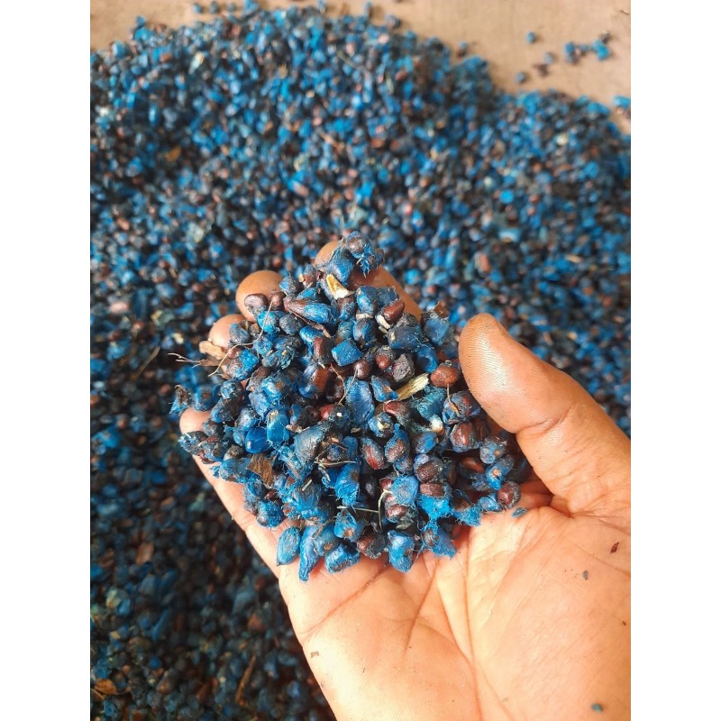 Sementes de palmeira-dos-viajantes (Ravenala Madagascariensis)