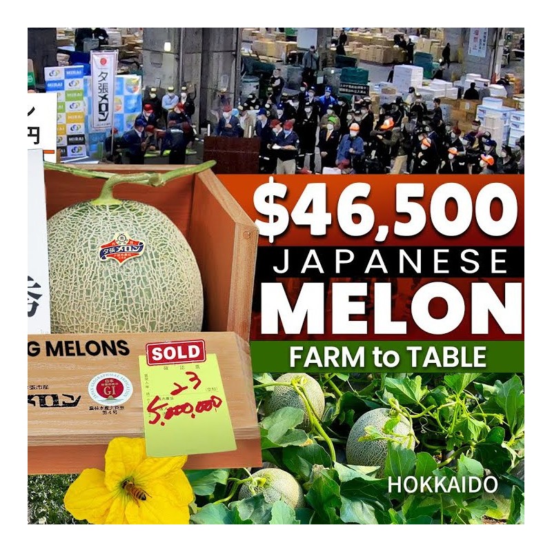 Yubari King Melon Seeds