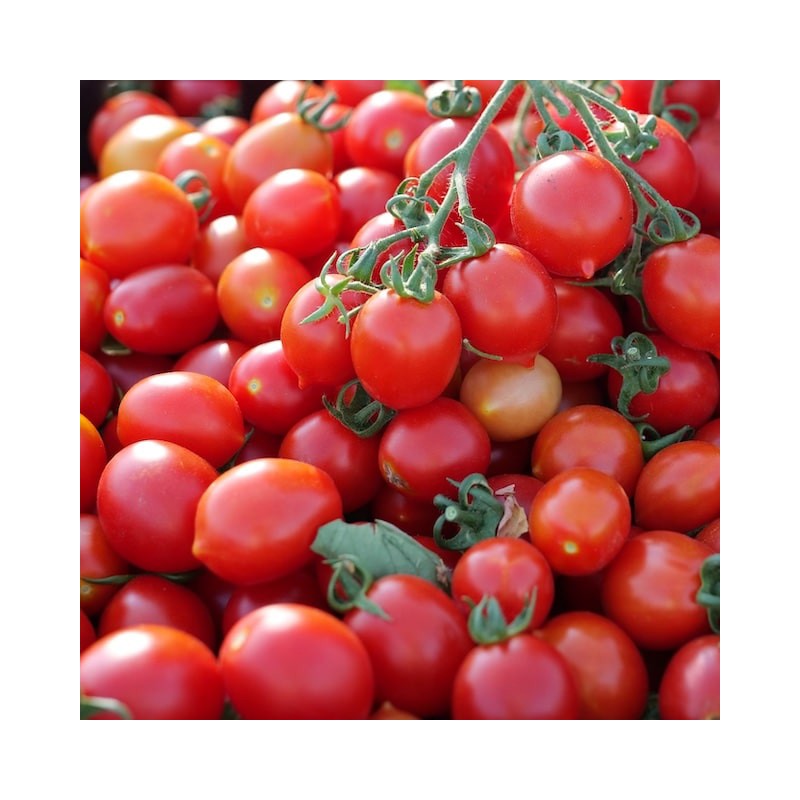 Caramel Datterino Tomato Seeds | €2.70