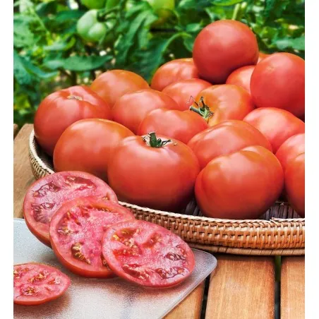 Heinz 1370 Tomatensamen