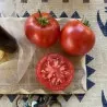 Heinz 1370 Tomatensamen