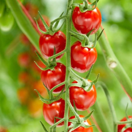 Sunstream Tomatenzaad (Superzoet)