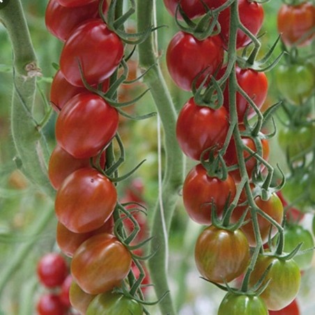 Sementes de Tomate Sunstream (Super Doce)