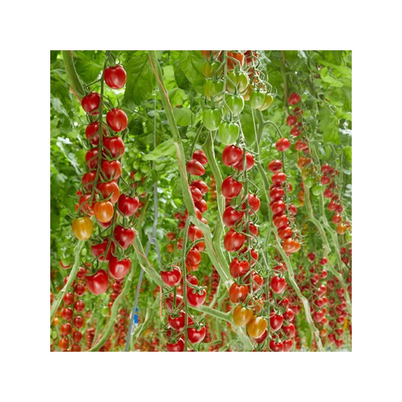 Sunstream tomato seeds (super sweet)
