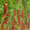 Sunstream tomato seeds (super sweet)