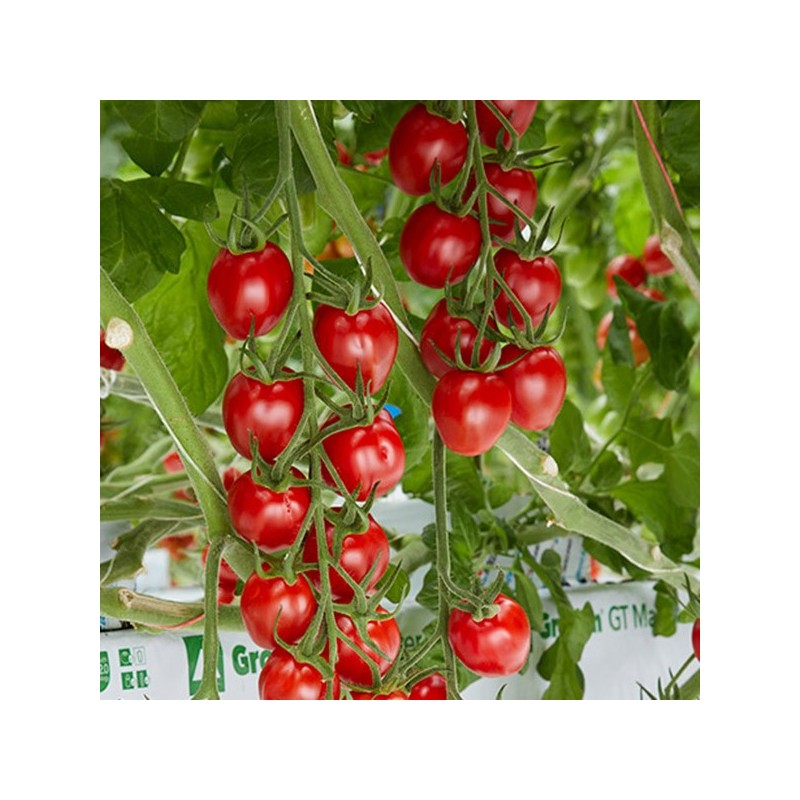 Sunstream Tomaten Samen (Super Süß)