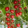 Sunstream tomato seeds (super sweet)