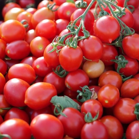Graines de tomate Caramel Datterino