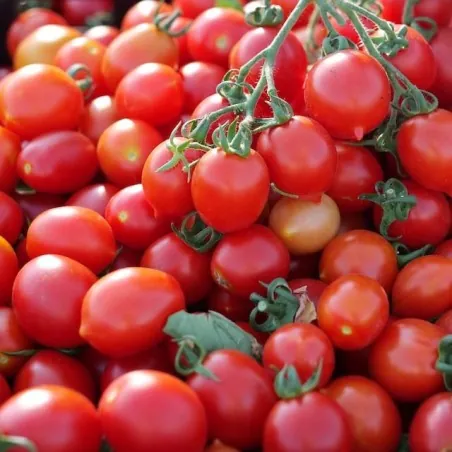 Graines de tomate Caramel Datterino