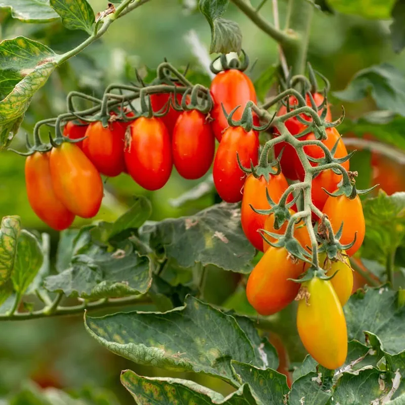Caramel Datterino Tomato Seeds