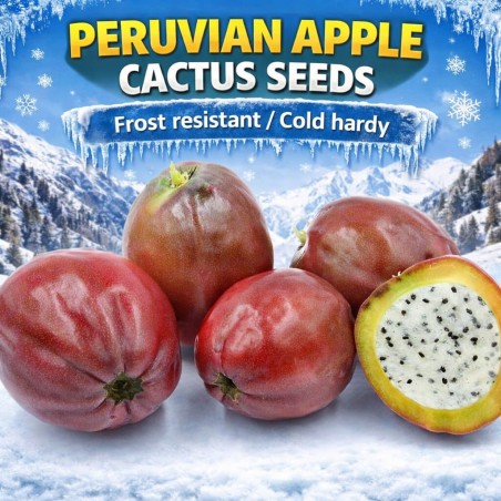Peruanischer Apfelkaktus - Kadushi Samen (Cereus Peruvianus)