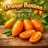 Tomatfrön Orange Banana