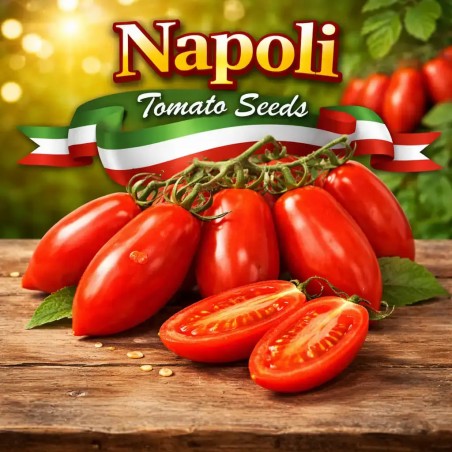 Napoli Tomatensamen