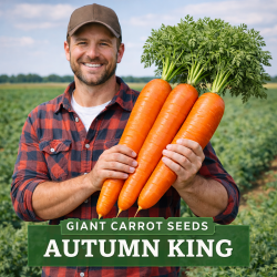 Prix : €2.25 - Graines de carottes géantes Autumn King