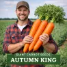 Semena obří mrkve - Autumn King