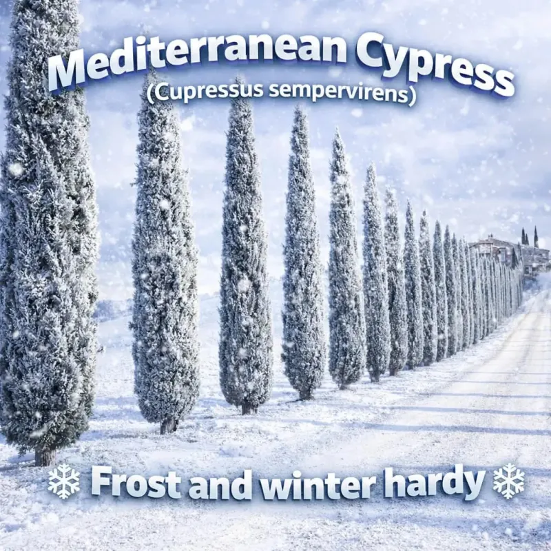 Mediteranski Čempres Seme (Cupressus sempervirens)