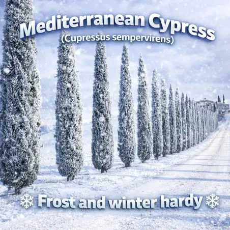 Mediteranski Čempres Seme (Cupressus sempervirens)