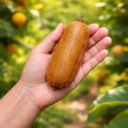 Gigantyczne i Extra Długie Nasiona Kiwi