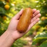 Graines de kiwi géantes et extra longues