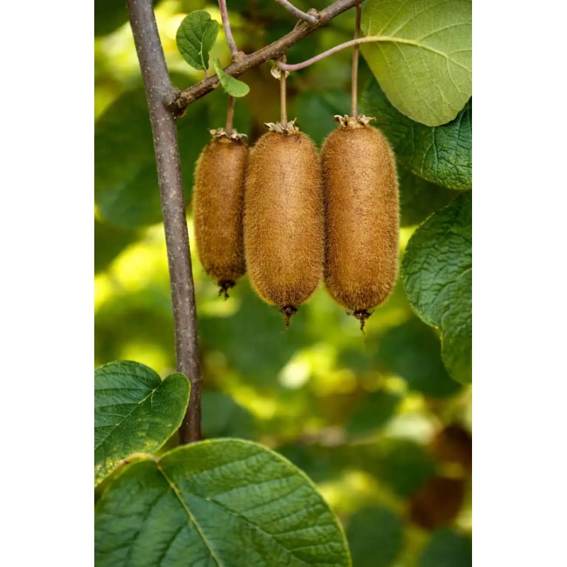 Gigantikus és Extra Hosszú Kiwi Magok