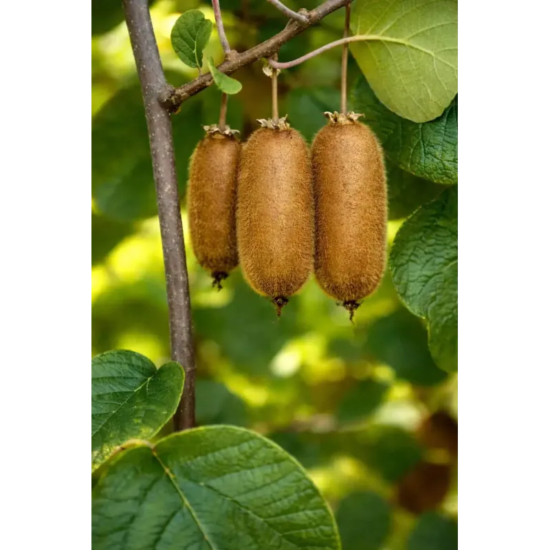 Graines de kiwi géantes et extra longues