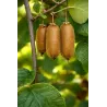 Gigantická a Extra Dlouhá Kiwi Semena