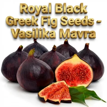 Royal Black Greek Fig Seeds - Vasilika Mavra