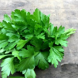 Graines de plantes Géantes