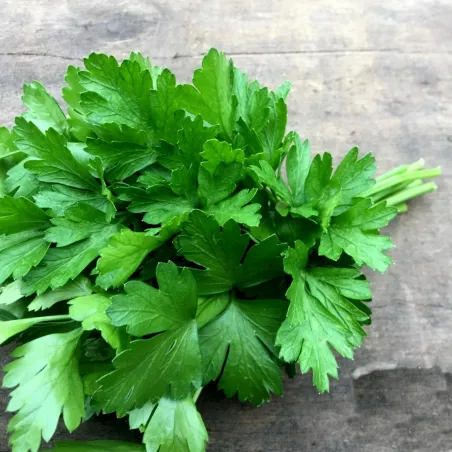 Semillas (6.000) De Perejil Aromática