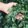 Semillas (6.000) De Perejil Aromática