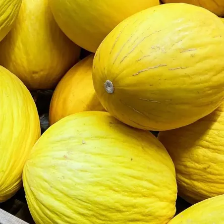 Graines de melon Hógolyó (Boule à neige)