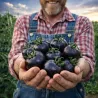 Blackball tomato seeds