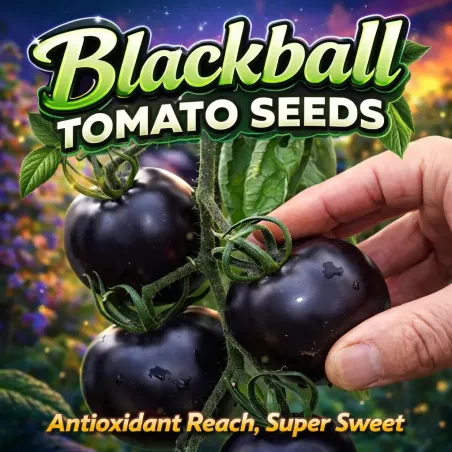 Semínka rajčat Blackball