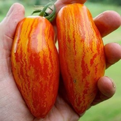 Graines de Tomate Roma Rayée