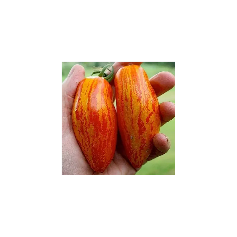 Randiga Roman-tomatsfrön