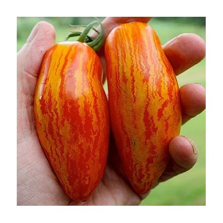 Gestreifte Romaner Tomatensamen