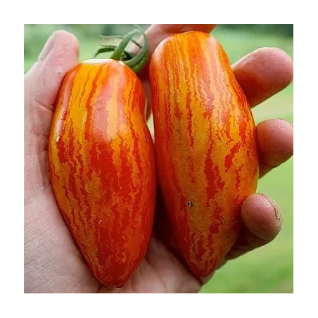 Randiga Roman-tomatsfrön