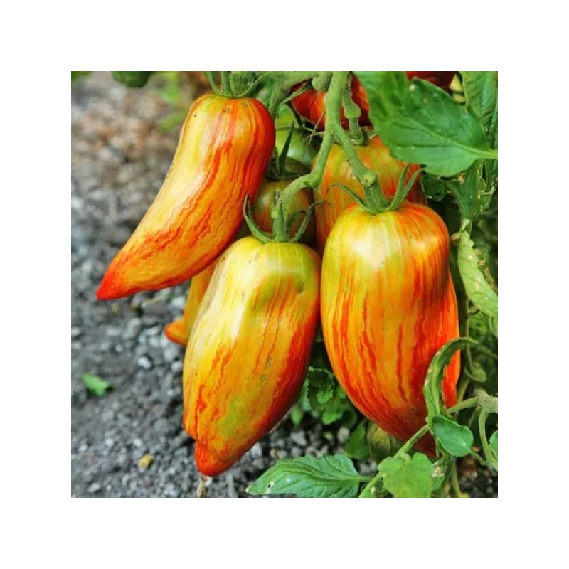 Randiga Roman-tomatsfrön