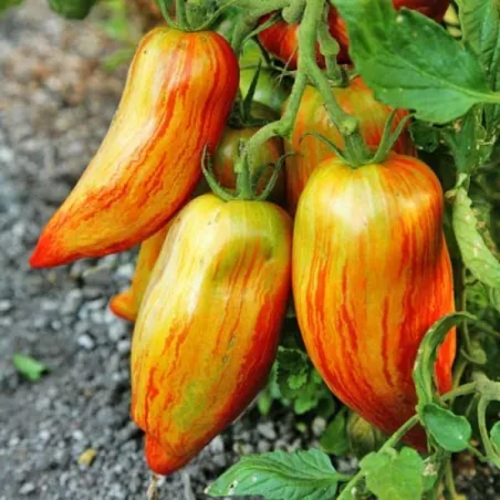 Randiga Roman-tomatsfrön