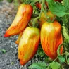 Randiga Roman-tomatsfrön