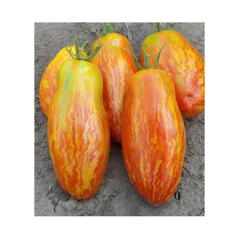 Randiga Roman-tomatsfrön