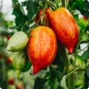 Randiga Roman-tomatsfrön