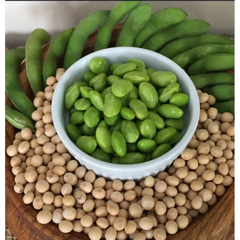 Soybean Seeds (Glycine max)