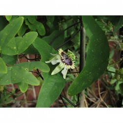 Sementes De Passiflora colinvauxii
