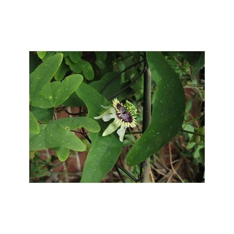 Hristov Venac Seme (Passiflora colinvauxii)