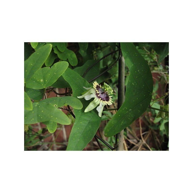 Semillas Passiflora colinvauxii | 3,00 €