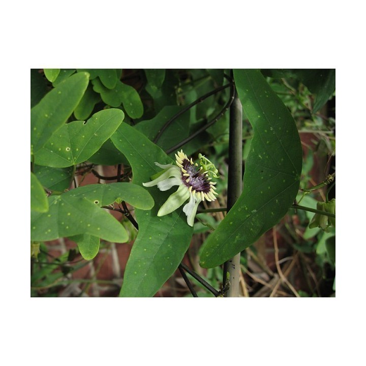 Nasiona Passiflora colinvauxii - 351.868725
