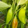Ribki Appetite Traditional Bulgarian Sweet Pepper Seeds